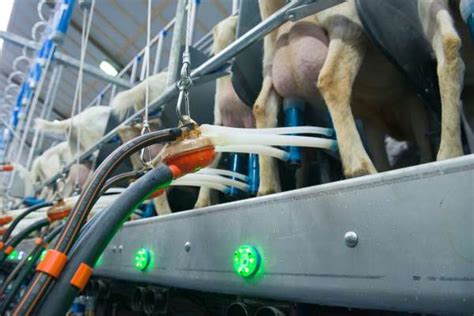 Milking Systems For Sheep And Goats Boumatic