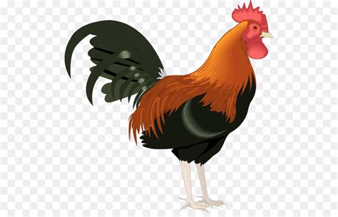 Vector Graphics Clip Art Image Rooster Rooster Png Download 800676