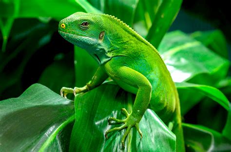 How to find a lizard. Lizard | San Diego Zoo Animals & Plants