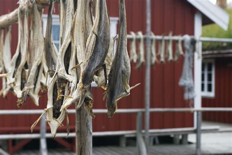 Stockfish Reine Iles Lofoten c Visit Norway
