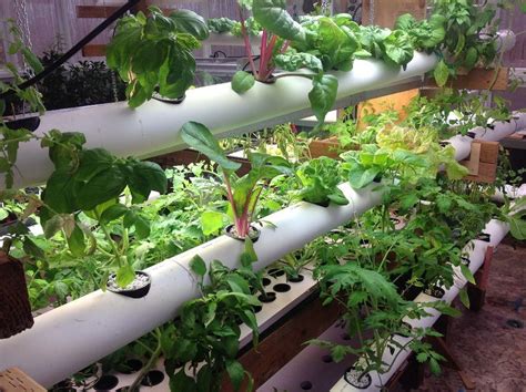 Hydroponic Gardening How To Grow Vegetables Fast In Water