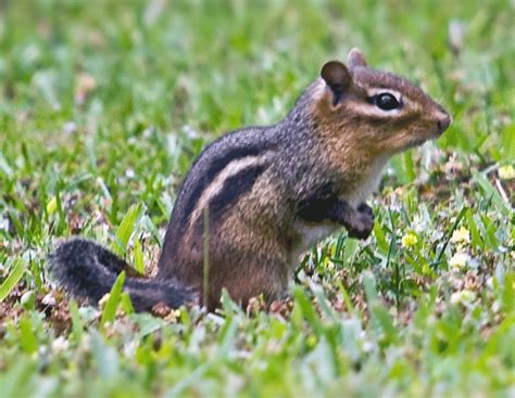 Chipmunks Humane Wildlife Control Society