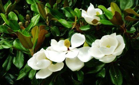 Magnolia Tree Blooms In Florida Supercalifragilisticexpialidocious