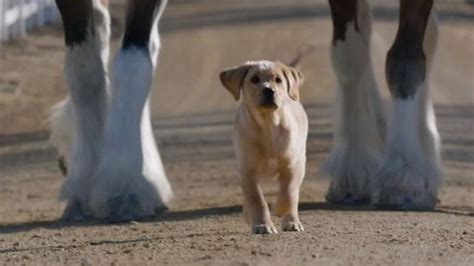 Budweiser Clydesdale Finds Puppy Love Video Abc News