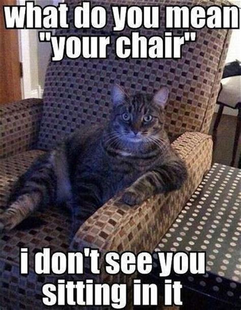 32 Cat Memes To Guarantee You Have A Fabulous And Paw Sitive Caturday