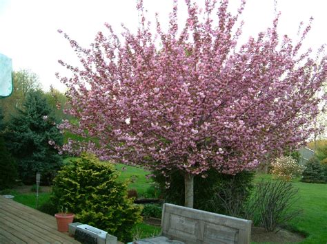Types of flowering cherry trees. Kwanzan Cherry - thomsonslandscaping.com