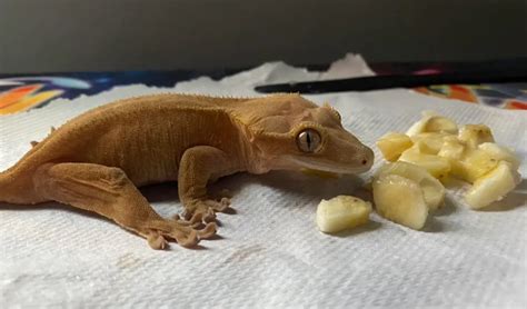 How Often To Feed Crested Gecko Ultimate Guide