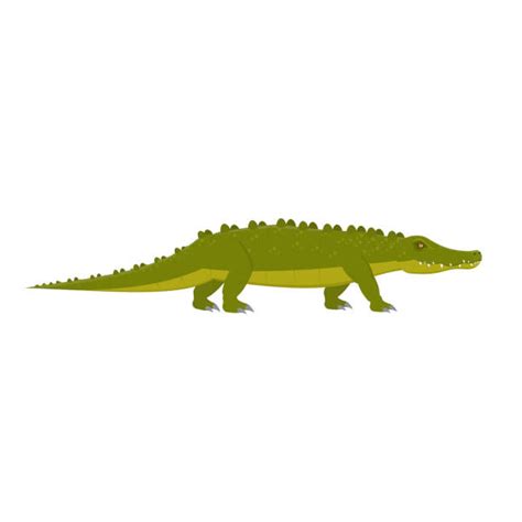 Animated Alligators Illustrations Royalty Free Vector Graphics And Clip