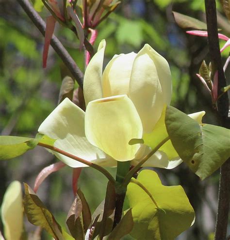 Buck Mountain Magnolias 4 Photograph By Cathy Lindsey Fine Art America