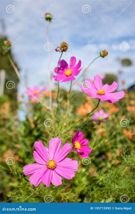 Beautiful Pink Cosmos Flower Cosmos Bipinnatus With Blurred Background