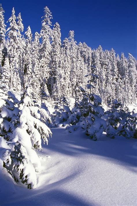 Snow Covered Pine Trees On Mount Hood Photograph By