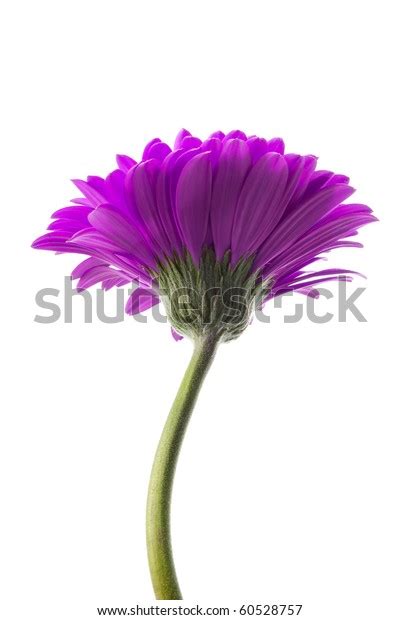 Beautiful Purple Flower White Background Stock Photo Edit Now 60528757