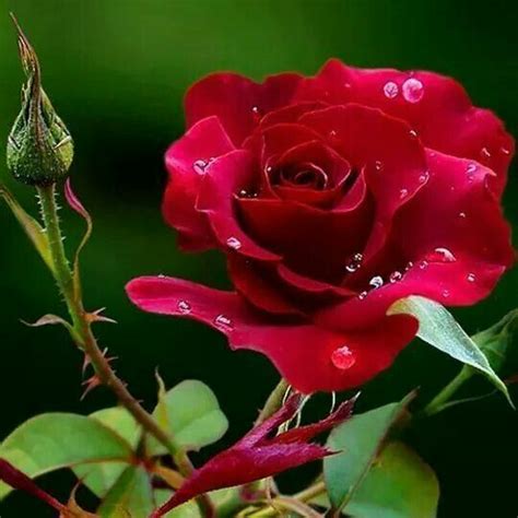 Red Rose Pretty Roses Beautiful Roses Gorgeous Love Flowers Spring
