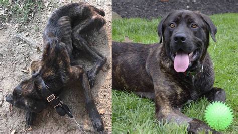 Starved And Neglected For Months Champ The Dog Now Has A Forever Home