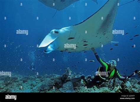 Scuba Diver Touching A Giant Oceanic Manta Ray Or Giant Manta Ray