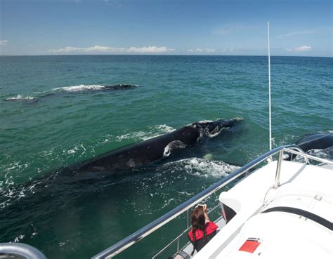 7 Tips For A Successful Whale Watching Trip