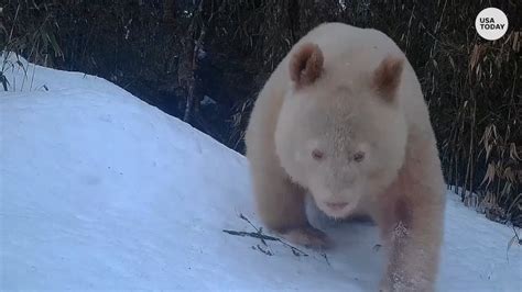 Rare Albino Giant Panda Spotted Visiting Other Pandas In China Nature