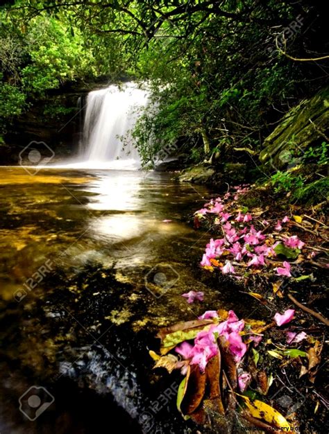 Tropical Rainforest Waterfalls With Flowers Wallpapers