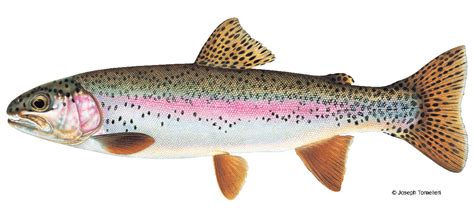 Rainbow Trout Vermont Fish And Wildlife Department