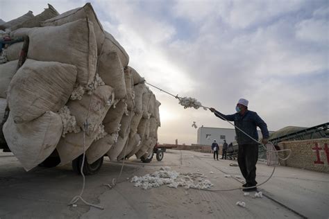 Cotton Farmer In Nw China S Xinjiang Benefits From Agricultural