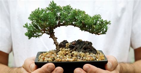 Bonsai Tree Complete Guide How To Grow And Care For Bonsais