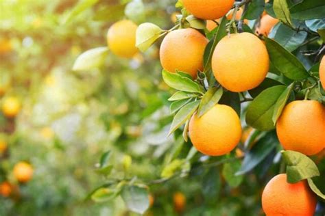 How To Plant An Orange Tree Minneopa Orchards