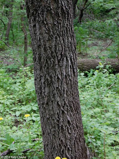 Spot drooping, green or gold flowerings from the branches in the spring. Juglans nigra (Black Walnut): Minnesota Wildflowers