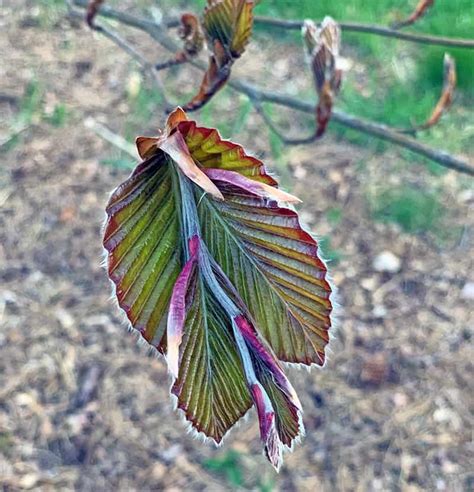 Fagus Sylvatica ‘riversii Aka Purple Leaf Beech Rivers Purple