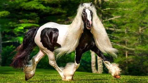 Rarest Horse Breeds In The World Youtube