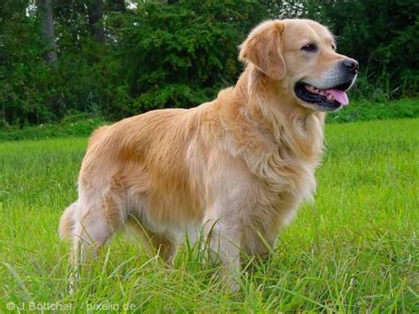 45 Cutest Golden Retriever Dog Images And 4k Wallpaper Picsmine
