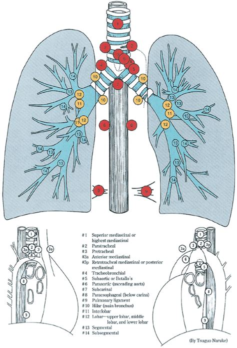 167 Diagnostic Investigation Of Mediastinal Masses General Thoracic