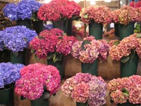 Order for any occasion from ode à la rose! Market Manila - New York Wholesale Flower Market - Flowers