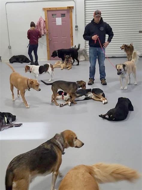 Seven Daysies Awards Best Dog Training Company 2019