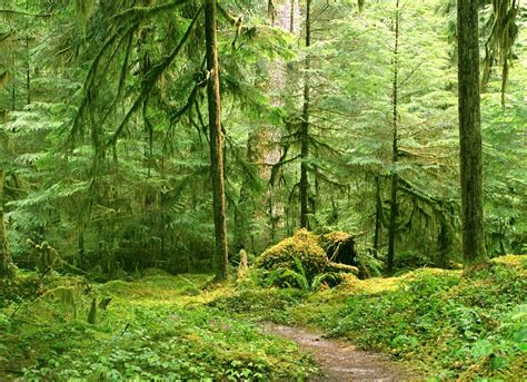 10 fotografías del bosque lugares para respirar aire puro