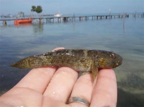 Frillfin Goby Alchetron The Free Social Encyclopedia