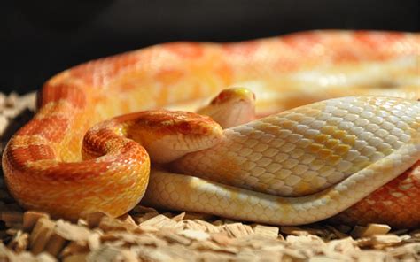 16 Popular Types Of Pet Snakes With Pictures Reptile Advisor