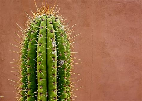 Some cacti are able to contain up to 3,000 liters of water. Eroğlu İlaç - Dikenli İncir