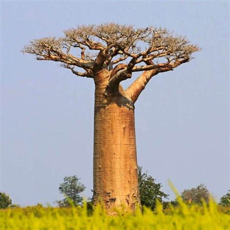 Baobab Seed Oil Carrier Oils | Healing Habits