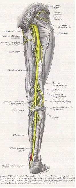 Nerves Of The Leg Posterior View