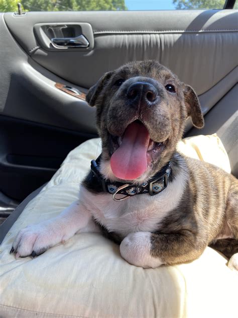 My Droopy Baby Enjoyed Her First Car Ride Sharpei