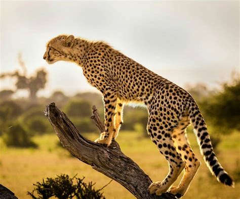 Wildlife Animals And Nature — Cheetah Sunrise Photography By