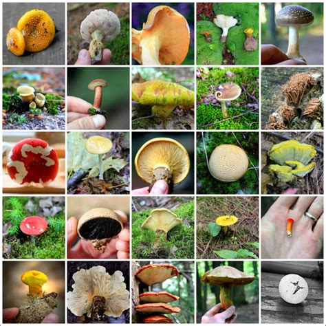 Mushroom Grid 2 Mushrooms Of Michigans Upper Peninsula Stuffed