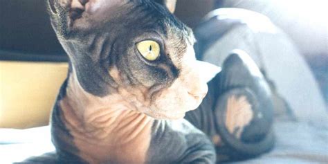 You'd expect a cat breed with the name sphynx to be from egypt, but in fact, this hairless breed originated in canada. Local Sphynx cat breeder in Pretoria East, Gauteng. Our ...