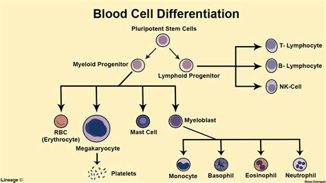 Blood Cell Differentiation Hematology Medbullets Step 1