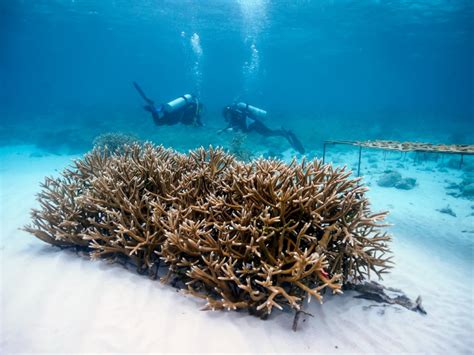Transforming Local Fishermen Into Coral Gardeners Globalgiving