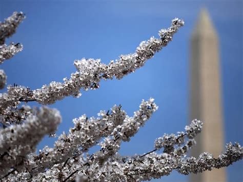 Dc Cherry Blossom Peak Flowers Start To Appear Washington Dc Dc Patch