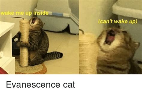Wake Me Up Inside Cant Wake Up Evanescence Cat Cats