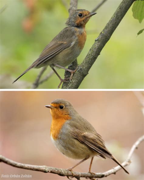 Over 8 years of experience: Ezek a mai fiatalok... | Magyar Madártani és ...