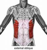 Internal Oblique Muscle Exercises Pictures