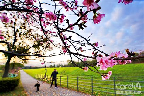 The site owner hides the web page description. 陽明山花季2/15開幕 櫻你而在巢境光影互動 | 蕃新聞